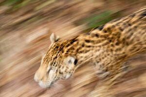 A giraffe is running through the dirt.