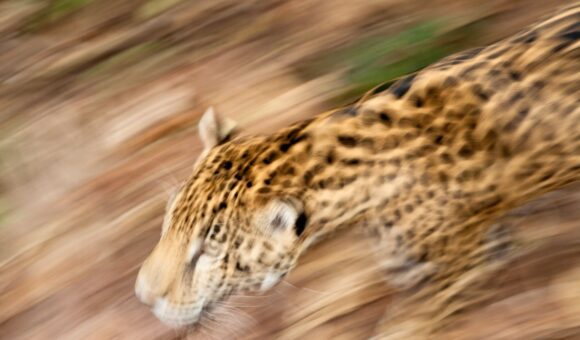 A giraffe is running through the dirt.