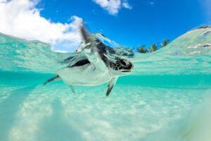 A baby turtle swimming in the ocean.