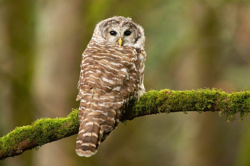 Barred Owl (Strix varia)