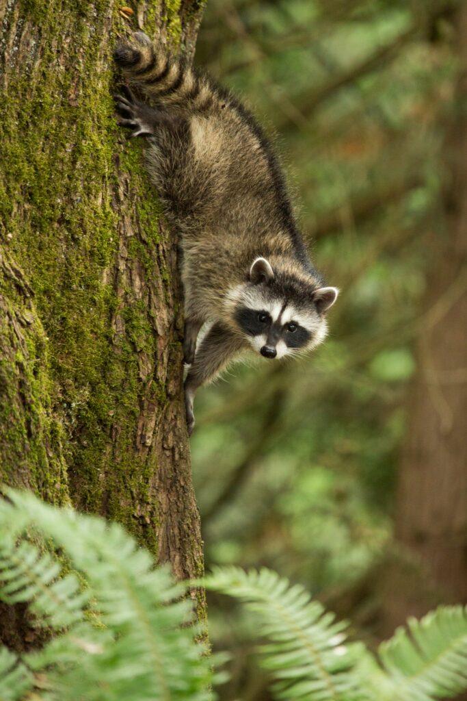 Raccoon Kit