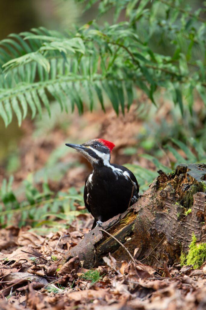 Pileated Woodpecker looking for a meal.