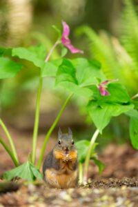 A squirrel is standing in the grass near some flowers.