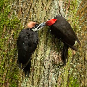Two birds are perched on a tree trunk.