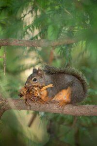 A squirrel is sitting on the branch of a tree