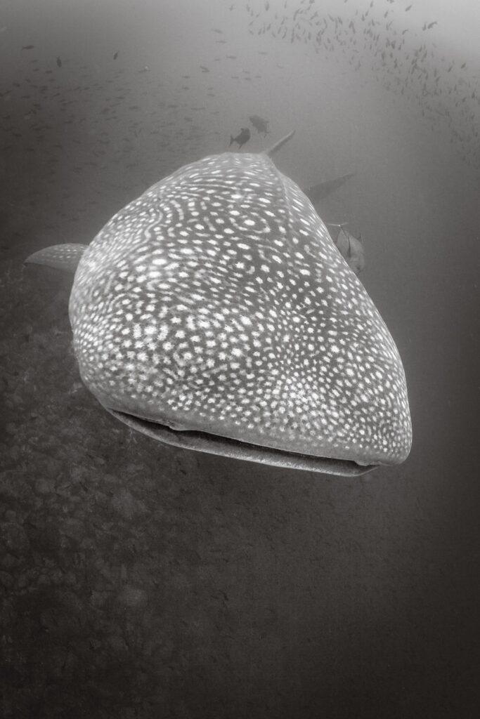 Whale Shark