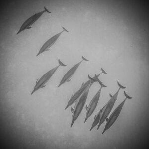 A group of dolphins swimming in the ocean.