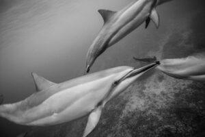 Two dolphins swimming in the ocean with a black and white photo.