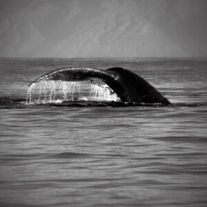 A whale is swimming in the ocean.