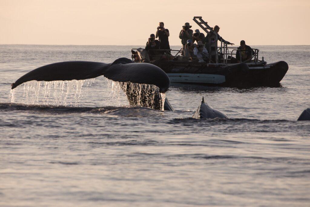Whale Watching in Hawaii