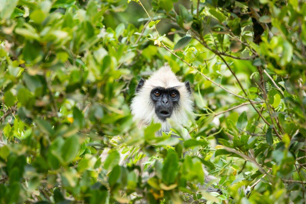 LKA_WildlifeParks_1650