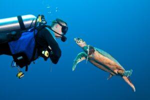 A person in scuba gear and a turtle swimming.