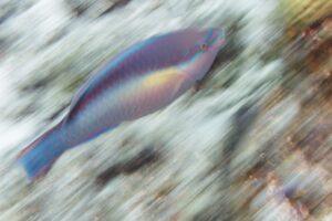 A fish is swimming in the water.
