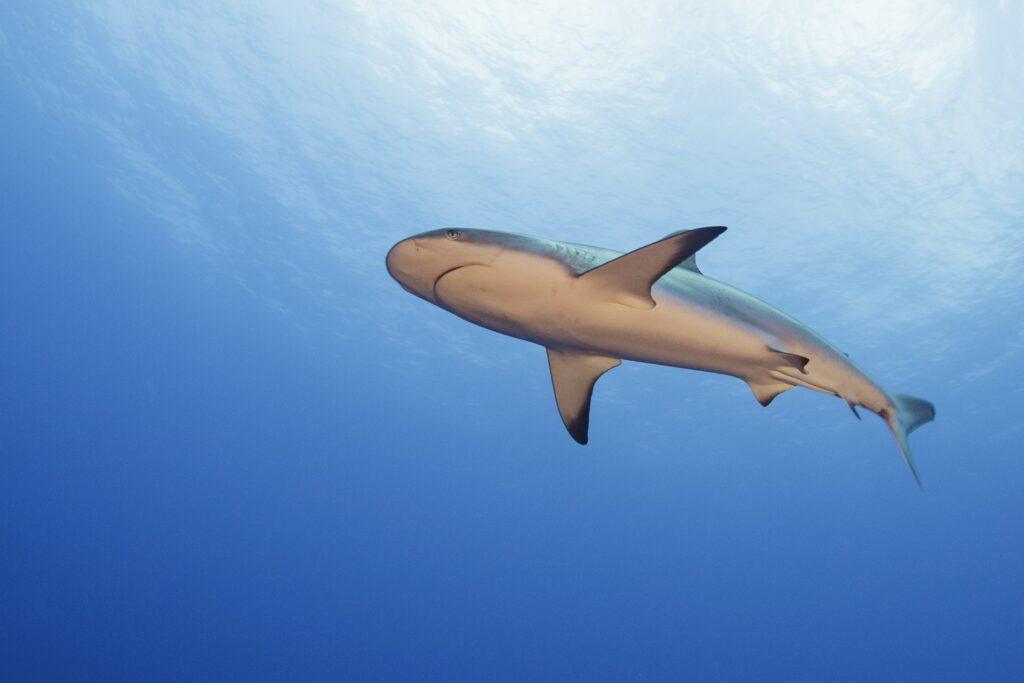 Caribbean Reef Shark