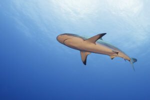 A shark swimming in the ocean under water.