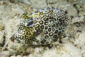 A fish is sitting on the sand and looking at something.