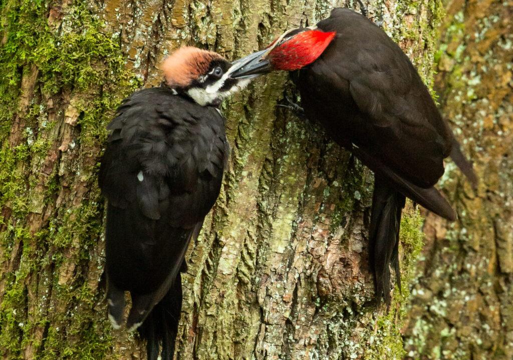 Male Pileated Woodpecker feed his fledgling