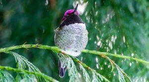 A hummingbird sitting on top of a tree branch.