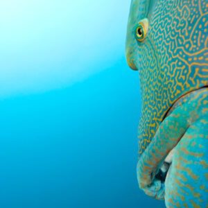 A close up of the face of an octopus