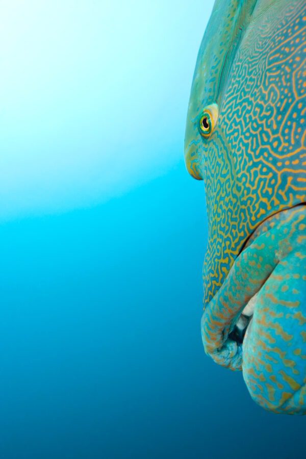 A close up of the face of an octopus