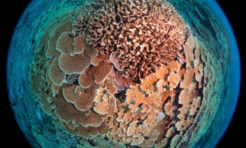 A fish eye lens view of coral in the ocean.