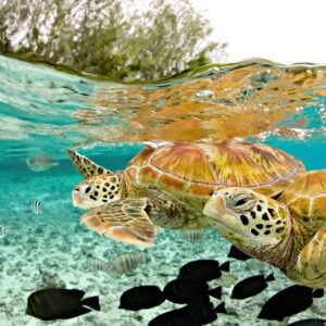 A turtle swimming in the water with other turtles.