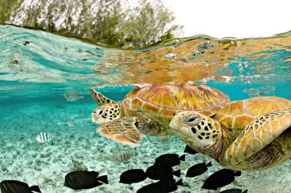 A turtle swimming in the water with other turtles.